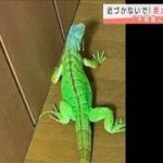 「ロックし忘れ・・・」体長2mのイグアナが逃げ出す(2021年7月26日)