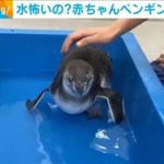 赤ちゃんペンギン　おっかなびっくり初の“水入り”(2021年7月13日)