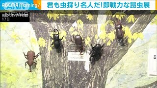 君も虫取り名人だ！即戦力が身につく「昆虫展」(2021年7月19日)