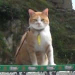 高梁産茶葉を猫城主さんじゅーろー仕様に　観光客にＰＲ