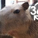 【いきもの目線】カピバラ （360Lives　／　 Capybara）