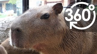 【いきもの目線】カピバラ （360Lives　／　 Capybara）