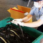 もうすぐ土用丑の日　成田空港に輸入ウナギ続々