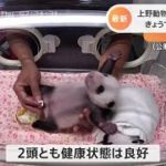 上野動物園双子のパンダ きょうで誕生から１か月