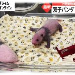 性別が判明　上野動物園の双子パンダはオスとメス