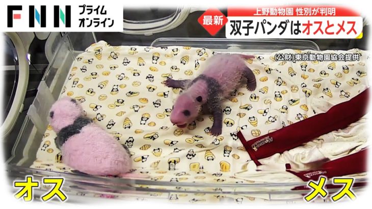 性別が判明　上野動物園の双子パンダはオスとメス