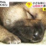 山陰柴犬の赤ちゃん誕生　存在を伝え続ける大きな使命…