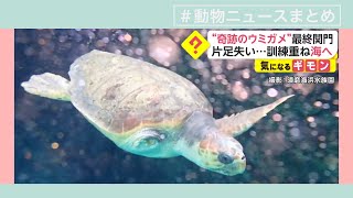 動物（どうぶつ）ニュースまとめ（7月27日)