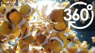 【いきもの目線】カクレクマノミ（360Lives　/　Clown Anemonefish）
