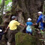 国内最大級　福島県天栄村のミズナラ巨木「こぶなら」