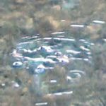 ウィルキンソンのタンサンは兵庫・宝塚発祥？　そのルーツに迫る！