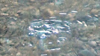 ウィルキンソンのタンサンは兵庫・宝塚発祥？　そのルーツに迫る！