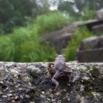 ヒキガエルの子が宝満山の山頂に到達