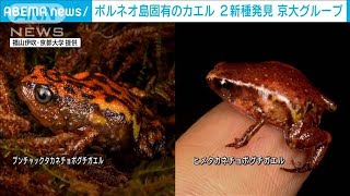 ボルネオ島固有のカエル2新種発見　京大グループ(2021年7月31日)