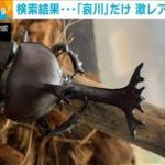 “激レア”カブトムシ！？検索も「哀川さんだけ・・・」(2021年8月16日)