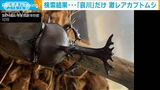 “激レア”カブトムシ！？検索も「哀川さんだけ・・・」(2021年8月16日)