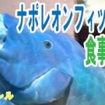 【かんさいアニマルズ】ナポレオンフィッシュのお食事タイム＠ニフレル