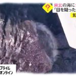 東北の海に“ジンベエザメ”　「目を疑った…」一体なぜ