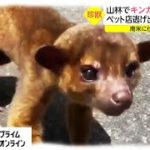 かわいいけど「何者?」カメラ急接近　 山林で謎の珍獣と遭遇