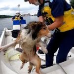 河口に取り残された犬を救助