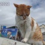 「猫どころカレンダー2022」発売です！