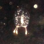 新種のクラゲ発見　なぎさ水族館の飼育員が採集