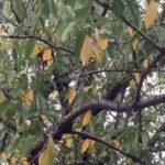 予報士のつぶやき　記録的な涼しさで早くも紅葉(2021年9月10日)