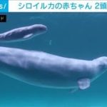 シロイルカの赤ちゃん誕生　母親にぴったりと・・・(2021年9月4日)