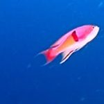 ゆらめく錦は恋の色　伊豆の海、アカオビハナダイの「婚活」