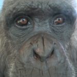 【かんさいアニマルズ】チンパンジーのアニーとにらめっこ＠姫路セントラルパーク