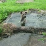ブチハイエナのレイ君の水浴び