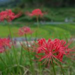 ヒガンバナ咲き始める　奈良県明日香村
