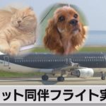ペット同伴フライト実現へ スターフライヤー来年にも（2021年9月16日）