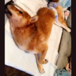 犬猫の遺伝性疾患を考える　人気の「折れ耳」スコティッシュは遺伝性疾患