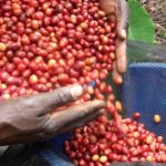 虐殺の記憶から、コーヒーが救ってくれた　貧困を抜け出す道の先に