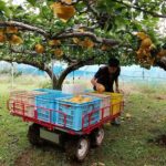 ナシの収穫に「お助けロボ」　梨の生産現場でスマート農業　実証実験始まる