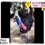世界一危険 「ヒクイドリ」…不気味な鳴き声がSNSで話題 26万回再生