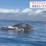 横須賀の海岸に漂着した死骸は「ザトウクジラ」(2021年10月16日)