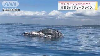 横須賀の海岸に漂着した死骸は「ザトウクジラ」(2021年10月16日)