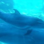 人工授精で誕生、バンドウイルカの子ども公開　名古屋港水族館