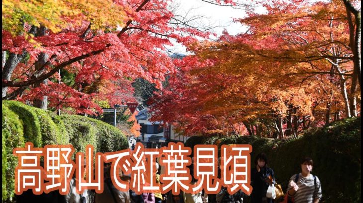 【4K】和歌山・高野山で紅葉見頃
