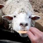 シカじゃないよ、羊せんべい　こっちも奈良名物