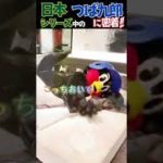 日本シリーズ中のつば九郎に密着‼︎⚾️「こっちおいで、一緒に応援しよう！」#shorts
