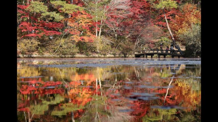 水鏡に映える紅葉。六甲山・神戸市立森林植物園