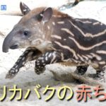 どうぶつ園のニューフェース　アメリカバクの赤ちゃん