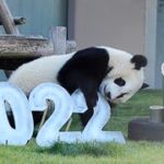 ジャイアントパンダの楓浜が「新年あいさつ」撮影