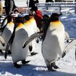 旭山動物園でペンギンの散歩始まる