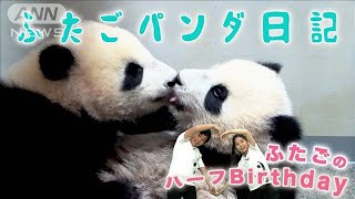 いよいよ来月【初公開！】上野動物園の双子パンダ シャオシャオとレイレイ
