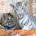 どうぶつ園のニューフェース　双子のトラの赤ちゃん@しろとり動物園