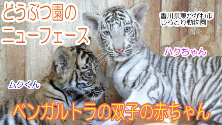 どうぶつ園のニューフェース　双子のトラの赤ちゃん@しろとり動物園
